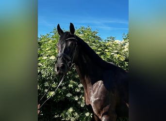 Koń oldenburski, Klacz, 7 lat, 168 cm, Skarogniada