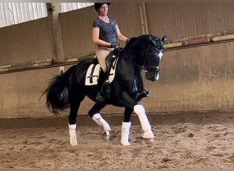 Koń oldenburski, Klacz, 7 lat, 169 cm, Kara