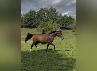 Koń oldenburski, Klacz, 7 lat, 170 cm, Ciemnokasztanowata