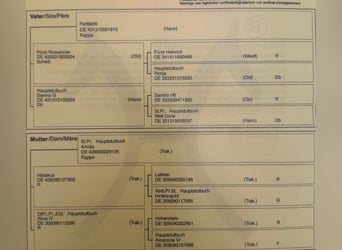 Koń oldenburski, Klacz, 7 lat, 170 cm, Kara