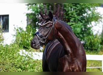 Koń oldenburski, Klacz, 7 lat, 170 cm, Kara