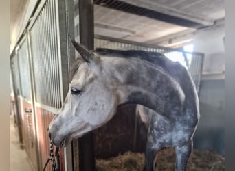 Koń oldenburski, Klacz, 7 lat, 170 cm, Siwa jabłkowita