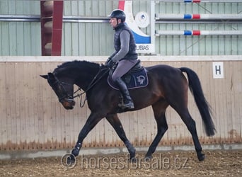 Koń oldenburski, Klacz, 7 lat, 170 cm, Skarogniada