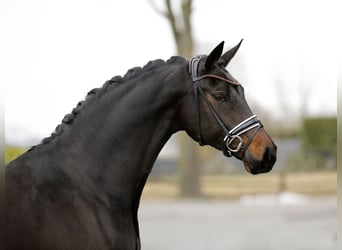 Koń oldenburski, Klacz, 7 lat, 170 cm, Skarogniada
