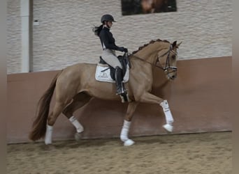Koń oldenburski, Klacz, 7 lat, 172 cm, Kasztanowata