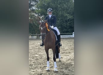 Koń oldenburski, Klacz, 7 lat, 173 cm, Ciemnokasztanowata