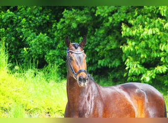 Koń oldenburski, Klacz, 7 lat, 174 cm, Ciemnogniada