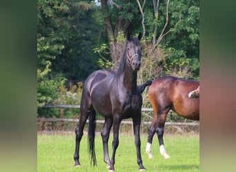 Koń oldenburski, Klacz, 7 lat, 174 cm, Kara