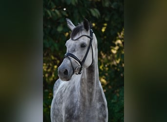 Koń oldenburski, Klacz, 7 lat, 174 cm, Siwa jabłkowita