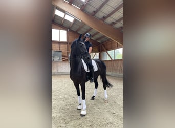 Koń oldenburski, Klacz, 7 lat, 175 cm, Kara