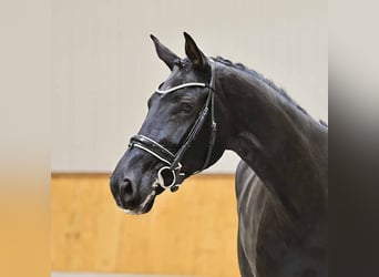 Koń oldenburski, Klacz, 7 lat, 177 cm, Kara