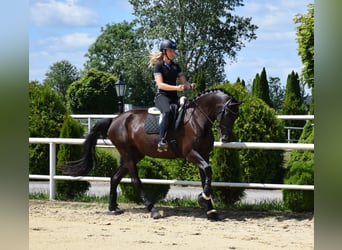 Koń oldenburski, Klacz, 7 lat, 177 cm, Kara