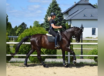 Koń oldenburski, Klacz, 7 lat, 177 cm, Kara