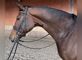 Koń oldenburski, Klacz, 7 lat, 178 cm, Gniada