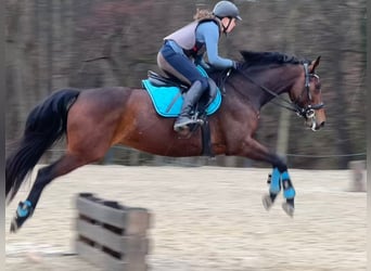 Koń oldenburski, Klacz, 8 lat, 160 cm, Gniada