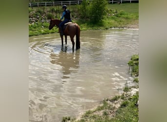 Koń oldenburski, Klacz, 8 lat, 161 cm, Ciemnokasztanowata