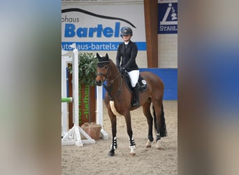 Koń oldenburski, Klacz, 8 lat, 162 cm, Gniada
