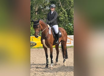 Koń oldenburski, Klacz, 8 lat, 162 cm, Gniada