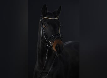 Koń oldenburski, Klacz, 8 lat, 164 cm, Ciemnogniada