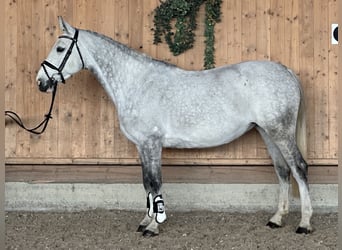 Koń oldenburski, Klacz, 8 lat, 165 cm, Siwa