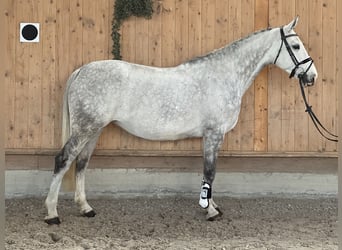 Koń oldenburski, Klacz, 8 lat, 165 cm, Siwa
