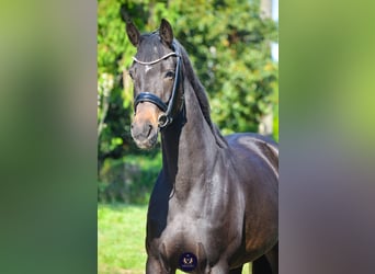 Koń oldenburski, Klacz, 8 lat, 165 cm, Skarogniada