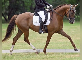 Koń oldenburski, Klacz, 8 lat, 166 cm, Ciemnokasztanowata