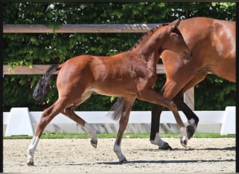 Koń oldenburski, Klacz, 8 lat, 166 cm, Gniada