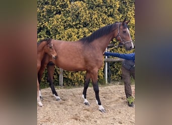 Koń oldenburski, Klacz, 8 lat, 166 cm, Gniada