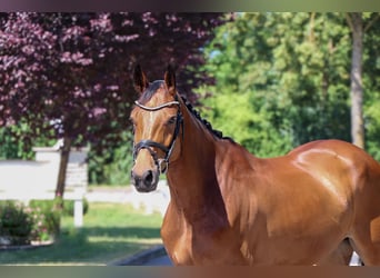 Koń oldenburski, Klacz, 8 lat, 166 cm, Gniada