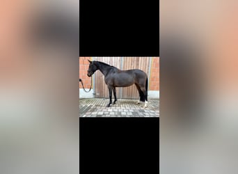 Koń oldenburski, Klacz, 8 lat, 166 cm, Gniada