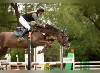 Koń oldenburski, Klacz, 8 lat, 166 cm, Kasztanowata
