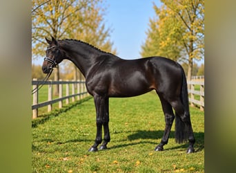 Koń oldenburski, Klacz, 8 lat, 167 cm, Ciemnogniada