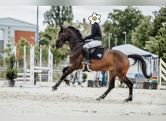 Koń oldenburski, Klacz, 8 lat, 167 cm, Gniada