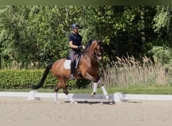 Koń oldenburski, Klacz, 8 lat, 167 cm, Gniada