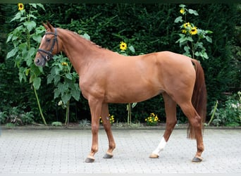 Koń oldenburski, Klacz, 8 lat, 167 cm, Kasztanowata
