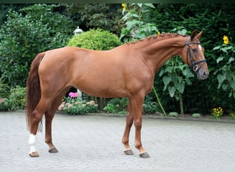 Koń oldenburski, Klacz, 8 lat, 167 cm, Kasztanowata