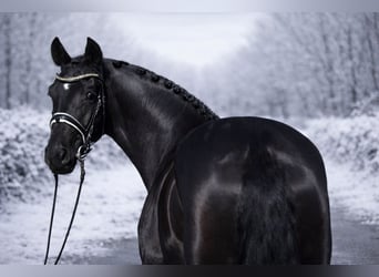 Koń oldenburski, Klacz, 8 lat, 167 cm