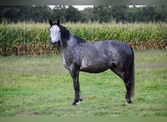 Koń oldenburski, Klacz, 8 lat, 167 cm, Siwa jabłkowita