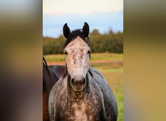 Koń oldenburski, Klacz, 8 lat, 167 cm, Siwa jabłkowita