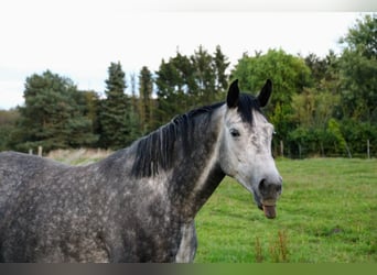 Koń oldenburski, Klacz, 8 lat, 167 cm, Siwa jabłkowita