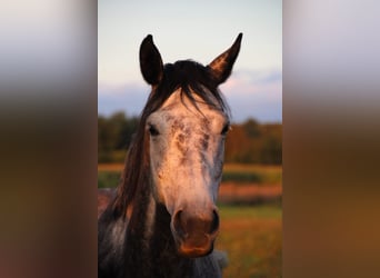 Koń oldenburski, Klacz, 8 lat, 167 cm, Siwa jabłkowita