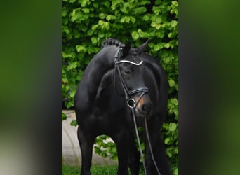 Koń oldenburski, Klacz, 8 lat, 168 cm, Kara