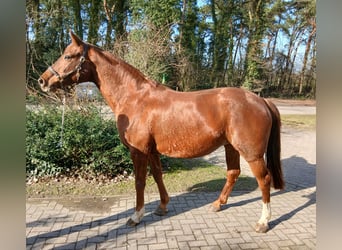 Koń oldenburski, Klacz, 8 lat, 168 cm, Kasztanowata