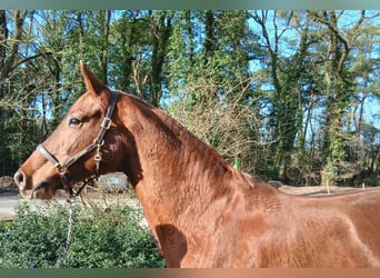 Koń oldenburski, Klacz, 8 lat, 168 cm, Kasztanowata