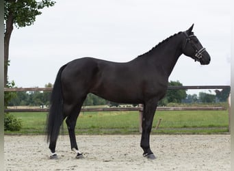 Koń oldenburski, Klacz, 8 lat, 168 cm, Kasztanowata