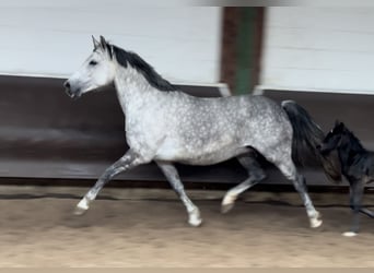 Koń oldenburski, Klacz, 8 lat, 168 cm, Siwa jabłkowita
