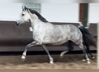 Koń oldenburski, Klacz, 8 lat, 168 cm, Siwa jabłkowita