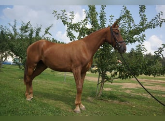 Koń oldenburski, Klacz, 8 lat, 169 cm, Ciemnokasztanowata
