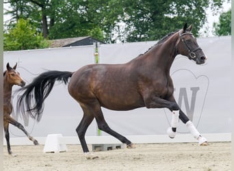 Koń oldenburski, Klacz, 8 lat, 169 cm, Gniada